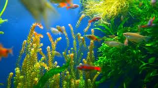 Aquarium 4K Ultra HD Video • My Beautiful Aquarium @rukhsarfatimavlogger