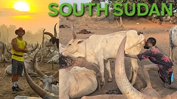 Poesblazen. Hoe de Mundari de koeien stimuleren om meer melk te geven.