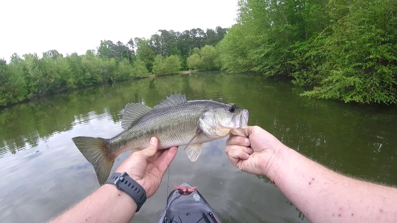 Greenville Greenway pond bass YouTube