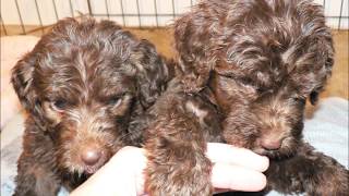 Royal Diamond Labradoodles Hope Litter #1 6.5 weeks slideshow for HD.wmv by Royal Diamond Labradoodles 223 views 12 years ago 3 minutes, 9 seconds