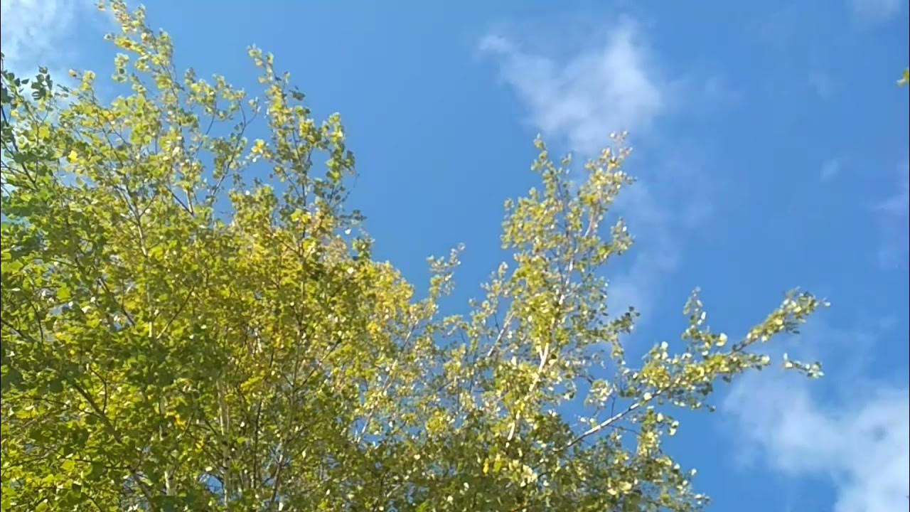 Шум ветра падающего. Шум ветра. май цзя &quot;шум ветра  风声&quot;.