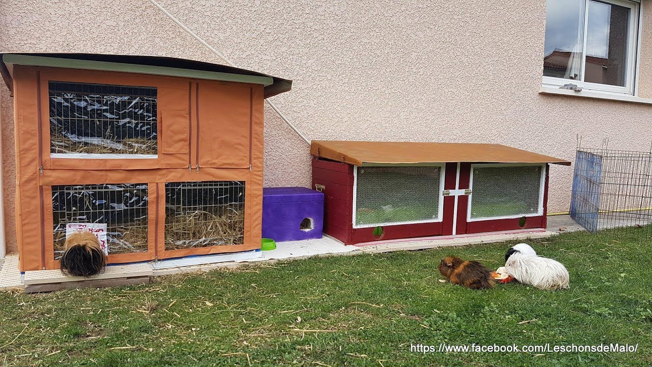 Maison Cochon D Inde Exterieur | Ventana Blog