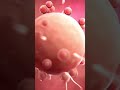 fertilization to implantation. for full video watch channel-english videos. #shortsfeed