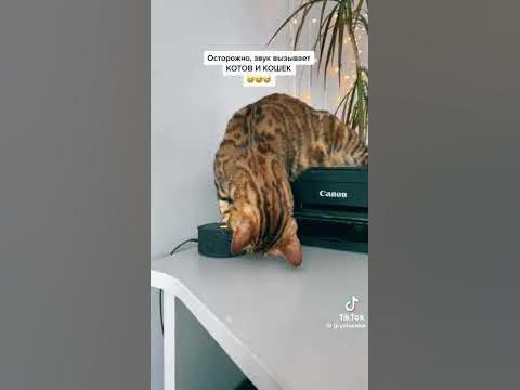 мяуканье кошек - YouTube