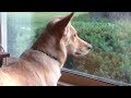 Perro mira por la ventana a diario, cuando la dueña finalmente descubre porqué, su corazón se rompe.