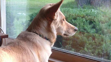 ¿Por qué miran los perros por la ventana?