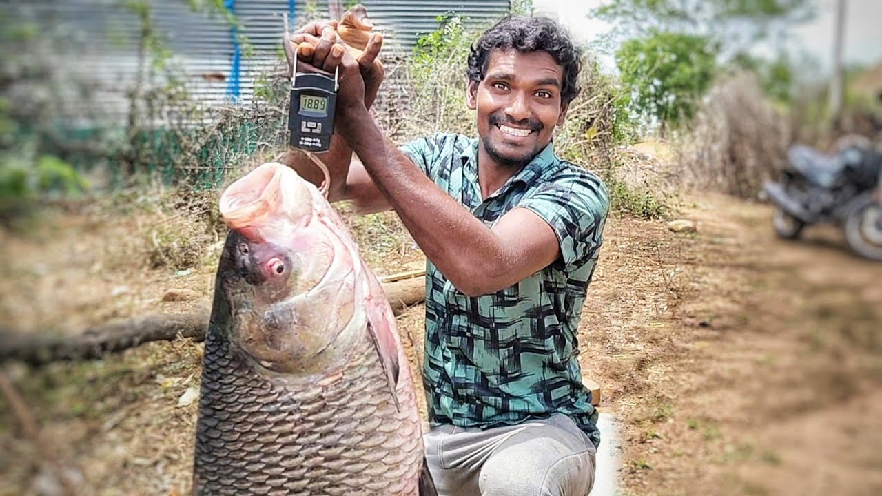 Big fish cutting || 9 కిలోల బొచ్చ చేపను సులభంగా ఇలా కట్ చేశాను || Easy method fish cutting