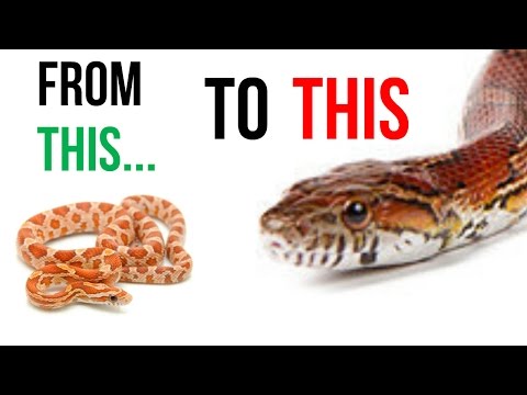 Video: Corn Snake - Pantherophis Guttatus Reptile Breed Hypoallergenic, Health And Life Span