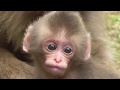 Mountain Monkey - Newborn Baby 01 山猿 - 赤ちゃん 01