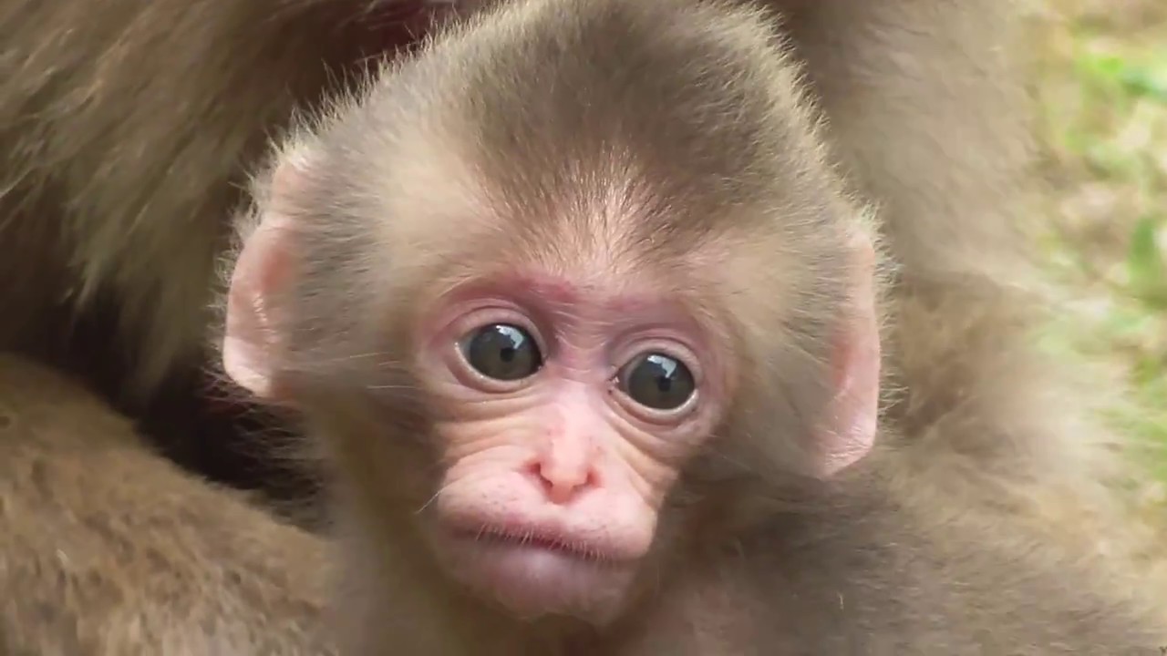 希少　新品　 Mumble Monkey モンキー　サル　さる maxresdefault.jpg