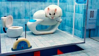 Maze for Pets - Hamster escapes. Obstacle course.