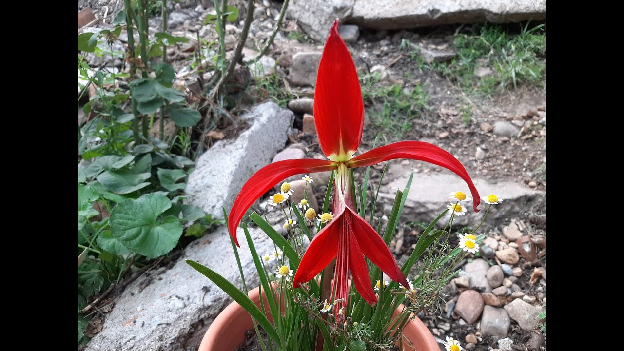 Cuidados de la Sprekelia formosissima / Flor de Lis / Flor de Liz / Flor de  Santiago / Lirio Azteca - thptnganamst.edu.vn