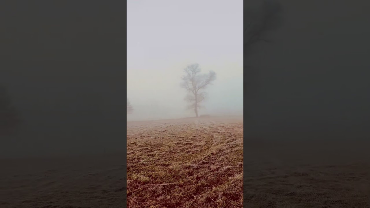 Foggy day iPhone 16 PRO video