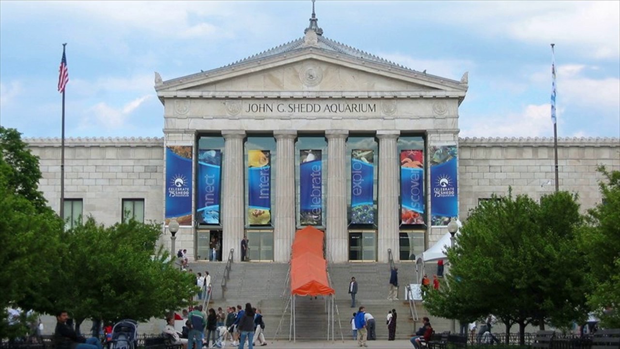 shedd aquarium chicago usa youtube