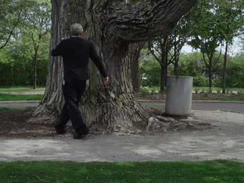 Tree Oldest In Kettering, Ohio 45429