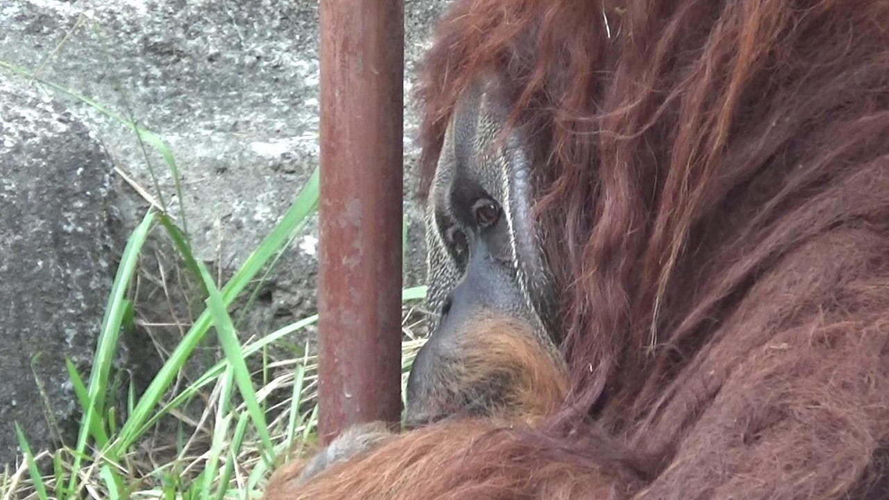 オランウータンが可愛い❤ Cute orangutan #583 【Cute animal videos