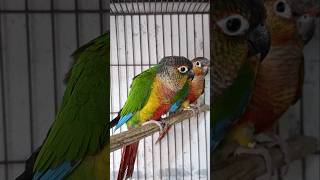 Cute Conure parrot talking 🗣️#shorts #conureparrot #birdshousevlogs #birds #parrot #parakeet #pets