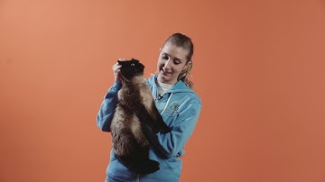 How to scruff a cat