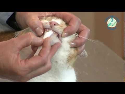 Video: Mondontsteking En Zweren (chronisch) Bij Katten