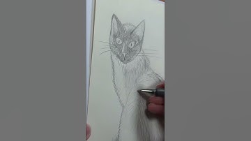 I learn how to draw in 100 hours - Cat