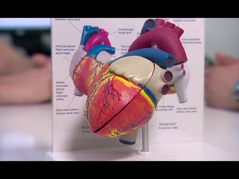 Video: Der Risikofaktor Für Herzerkrankungen, Die Alterung Des Herzens, Ist Bei Männern Und Frauen Unterschiedlich