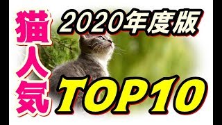 【2020年度版】猫人気ランキングTOP10を大公開!!!【#かわいい #猫  #Cat 】