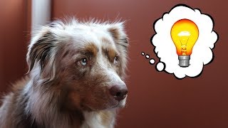 Dog Gets an Idea | Pekka the Australian Shepherd