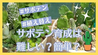 【多肉植物】夜ふかし多肉事Vol.17　サボテン育成は難しい簡単