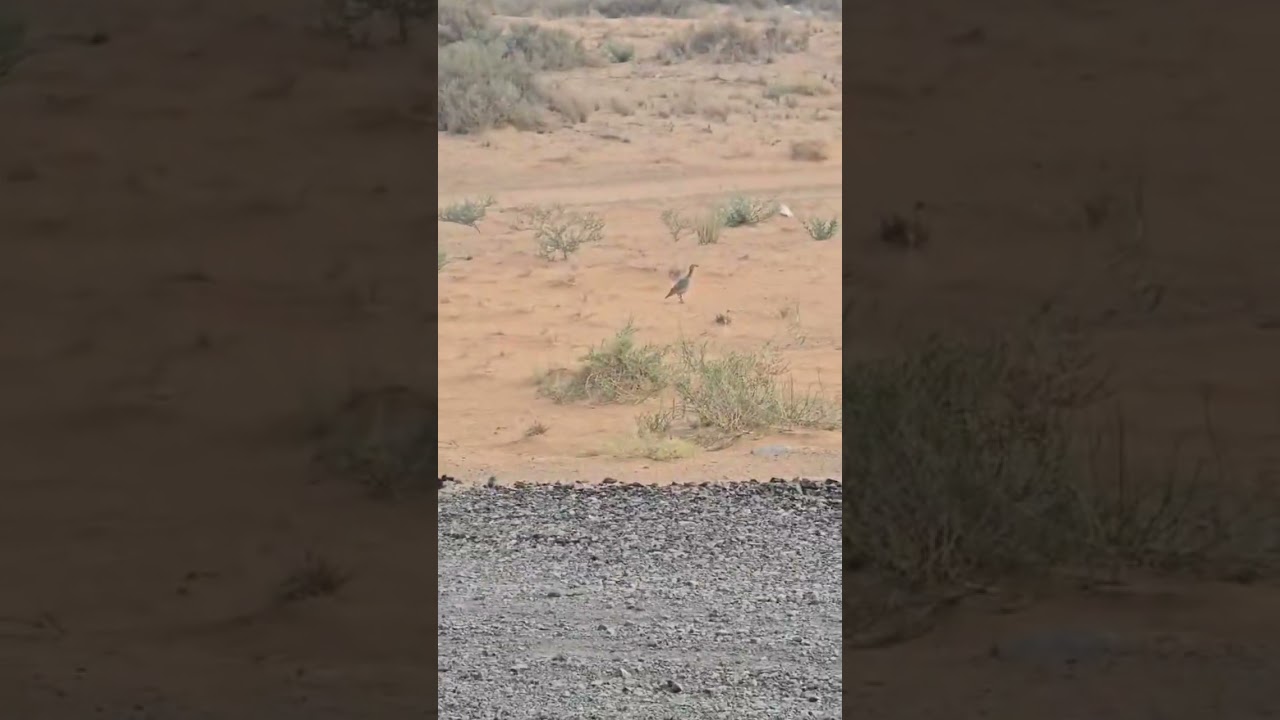 See-see partridge in UAE