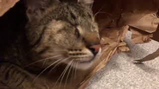 Download Lagu EEAAAAA MP3