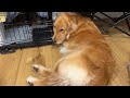 子猫が旅立った後もケージから離れず帰りを待ち続ける犬...【ゴールデンレトリバー・ボーダーコリー】