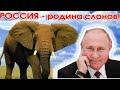 Россия - родина слонов! (Порфирьевич)