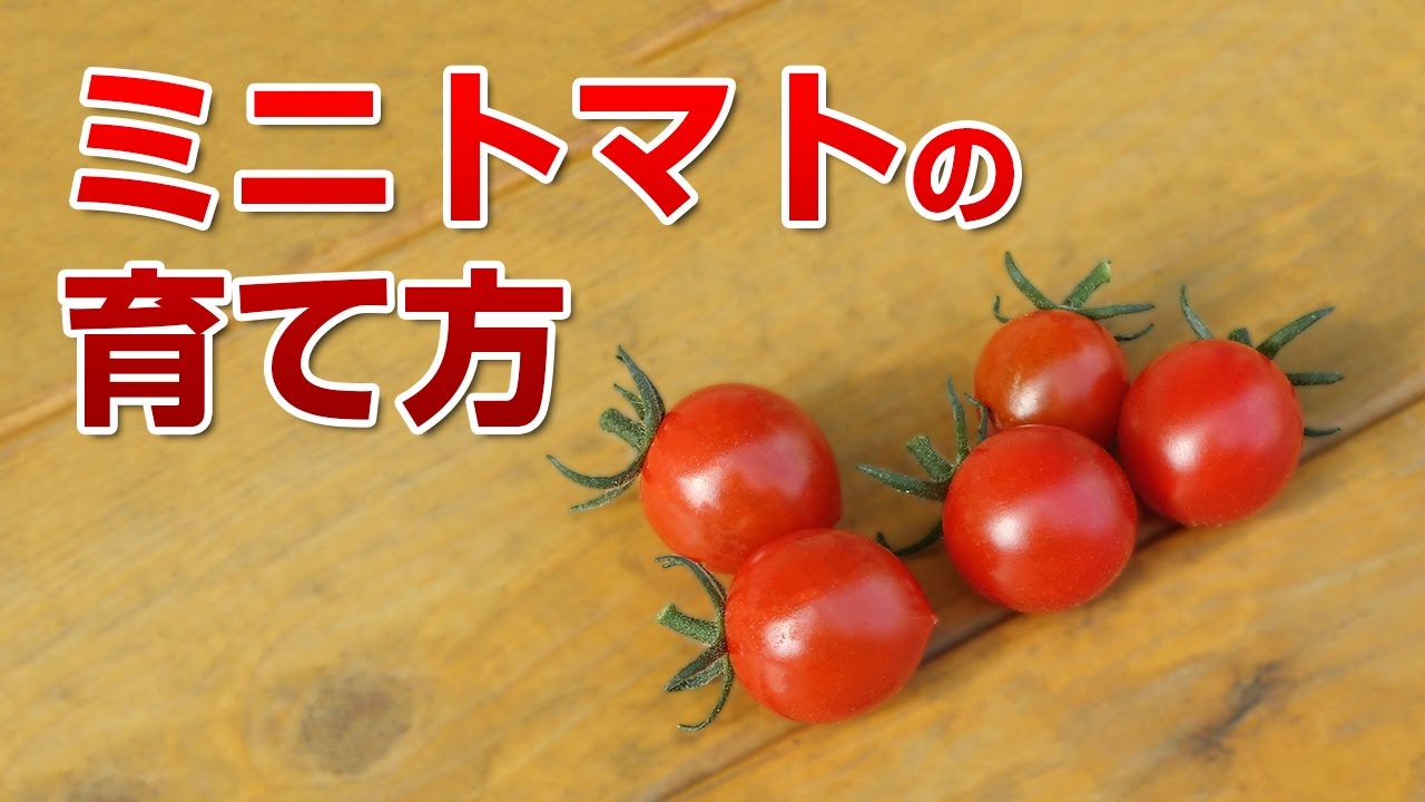 山新 ミニトマトの育て方 How To Grow Mini Tomatos Youtube
