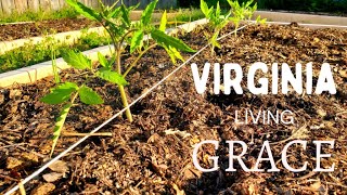 It's Time! Planting Tomatoes and Warm Season Vegetables in Virginia | Zone 7B | Square Foot Garden