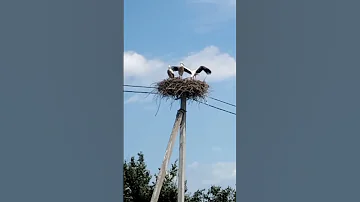аист учится летать