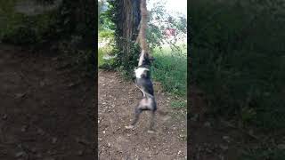 Jack On The Springpole