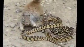 КОРОЛЕВСКАЯ КОБРА ЛЮБИМЫЙ ДЕЛИКАТЕС МАНГУСТА КОРОЛЕВСКАЯ КОБРА ЛЮБИМЫЙ ДЕЛИКАТЕС МАНГУСТА