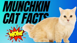 7 AMAZING Munchkin Cat Facts You Didn't Know by CATS NOW 304 views 8 months ago 4 minutes, 28 seconds