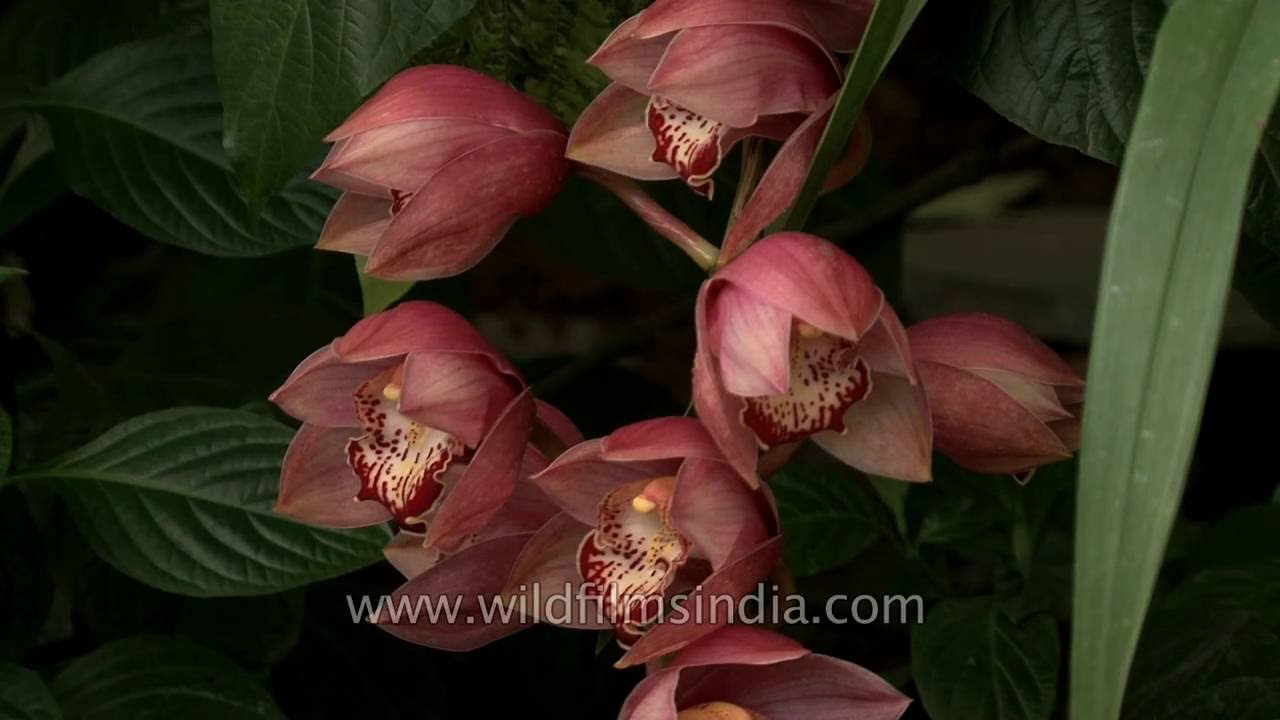 Hybrid Cymbidiums Orchids in Sikkim - YouTube