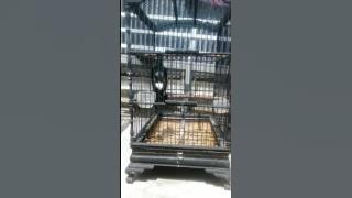 Jalak Suren Malaysia 50jt