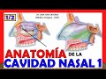 🥇 CAVIDAD NASAL 1. (1/2). ¡Explicación Fácil y Sencilla! (Huesos, Límites y Relaciones)