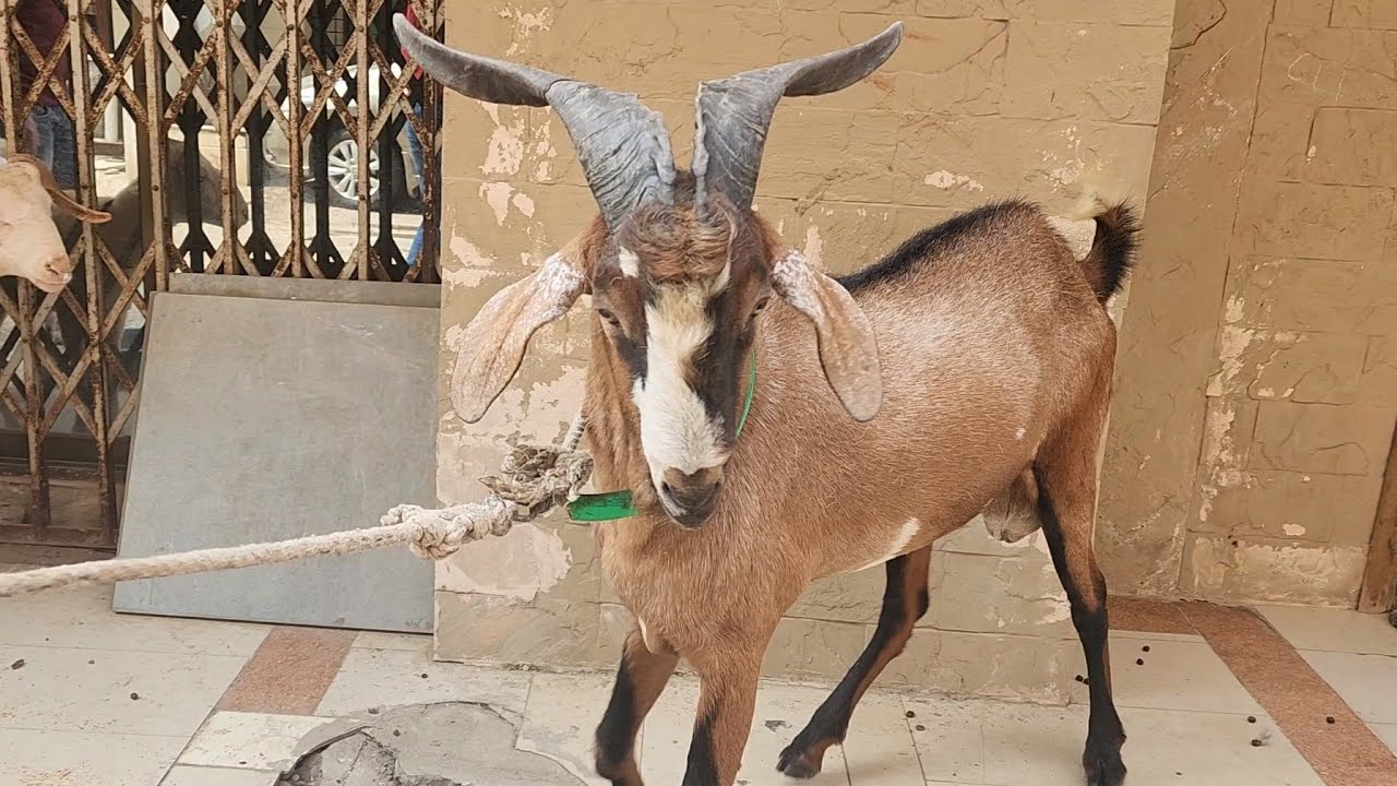 Saste Main Exotic Bakre Reasonable Main At Al Quresh Goats Jogeshwari.