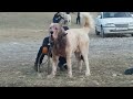 Турнир тест Испытанный Сугд обзор собак Tajik it alabai Central Asian Test Work Dogs Alabai