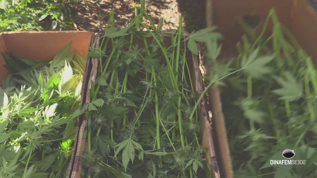 Harvesting Dinamed Kush