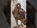 Vẻ đẹp của Bonelli's Eagle
