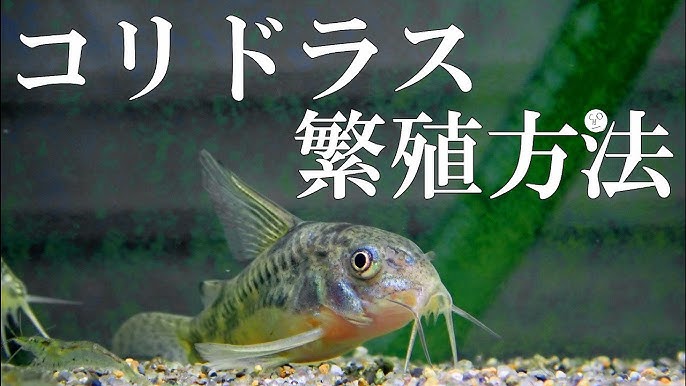 ソイル 2か月経ったソイルdeコリドラス水槽 フィルターメンテと生体の変化 アクアリウム 底床 Youtube ソイル 2か月経ったソイルdeコリドラス水槽 フィルターメンテと生体の変化 アクアリウム 底床 Youtube