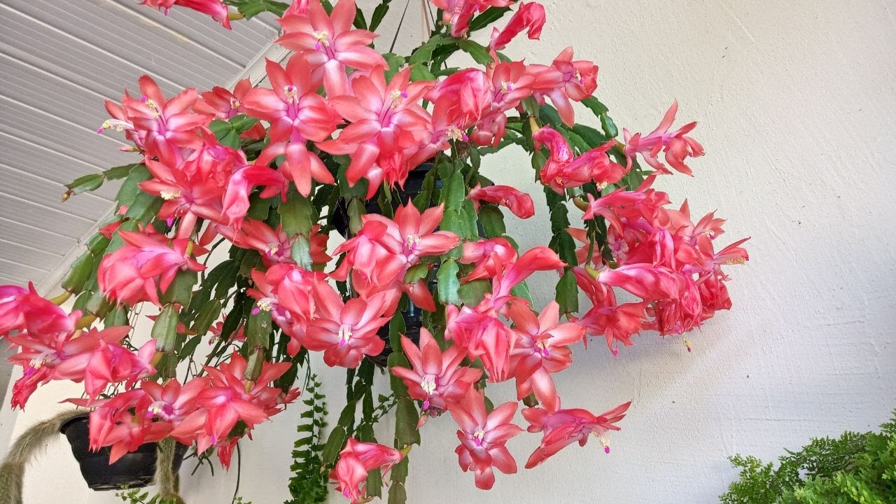 3 coisas que você NÃO DEVE FAZER com sua FLOR DE MAIO e NOVA TÉCNICA  de fazer mudas!