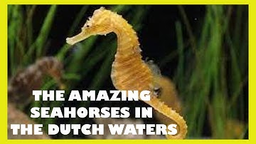 Discover the Hidden Wonders: Scuba Diving with seahorses in Zeeland | 4K