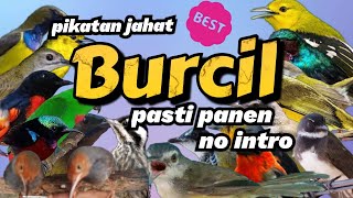 SUARA PIKAT BURUNG KECIL PALING AMPUH ANTI ZONK #pikatanburung #pikat