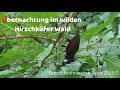 Fahrradwohnwagenreise 2025 Teil 2 Übernachtung im wilden Hirschkäfer Wald
